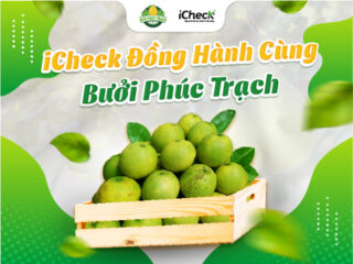 [iCheck đồng hành] Bưởi Phúc Trạch và hành trình chuyển đổi số để giữ thương hiệu “Đệ nhất danh quả”